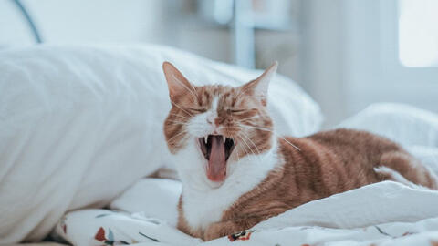 Có nên cho phép thú cưng ngủ chung giường với bạn?