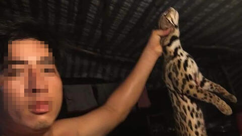 Dân quân xã giết mèo rừng và đăng lên Facebook gây phẫn nộ