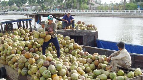 Giá dừa khô Trà Vinh tăng giá lên 80.000 đồng/chục