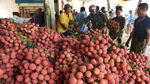 Bắc Giang xuất khẩu gần 11.000 tấn vải thiểu sang Mỹ, Nhật Bản