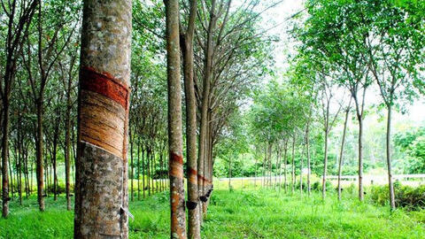 Giá cao su Nhật Bản giảm 3 phiên liên tiếp