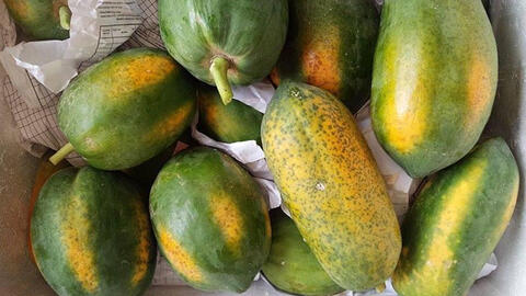 Phân biệt đu đủ chín cây và chín ép