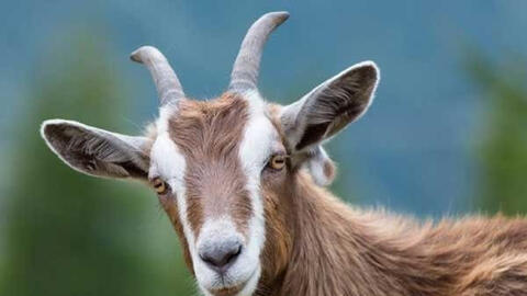 Xem tuổi xông đất 2022 cho gia chủ tuổi Ất Mùi 1955