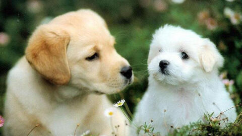 Xem tuổi xông đất 2022 cho gia chủ tuổi Canh Tuất 1970