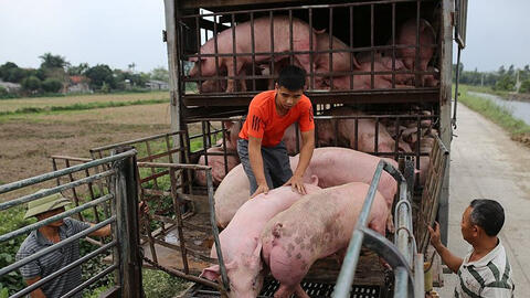 Giá heo hơi tại Nam Trung bộ bật tăng