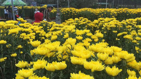 Chợ hoa Tết ở TP.HCM đồng loạt mở cửa sáng 23 tháng Chạp