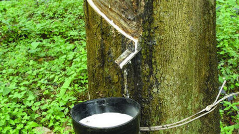 Giá cao su châu Á giữ đà tăng do Trung Quốc vẫn duy trì sản xuất