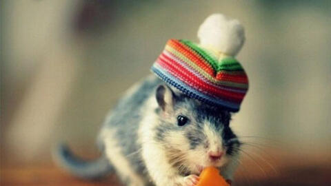 Xem tuổi xông đất 2022 cho gia chủ tuổi Bính Tý 1996