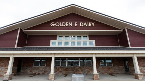 Người nông dân Mỹ lo lắng vì phải đổ đi hàng nghìn lít sữa mỗi ngày vì dịch bệnh