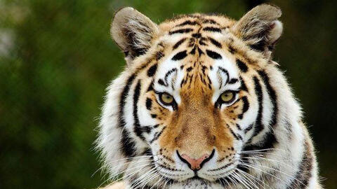 Tuổi Mậu Dần 1998 xuất hành Tết 2022 vào giờ nào, hướng nào tốt nhất?