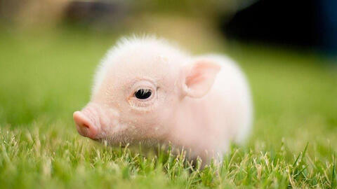 Tuổi Ất Hợi 1995 xuất hành Tết 2022 vào giờ nào, hướng nào tốt nhất?