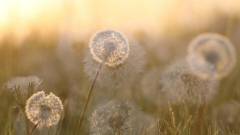 Con gái ơi! Hoa cũng như nước mắt người!