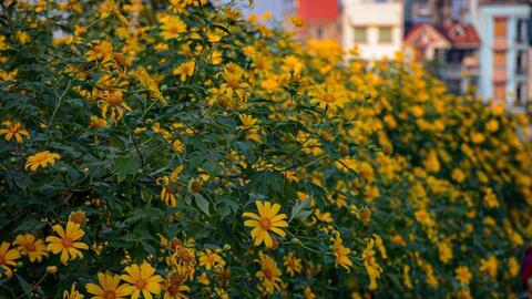 Hà Nội: Mùa hoa dã quỳ nở rộ thu hút nhiều người đến chụp ảnh