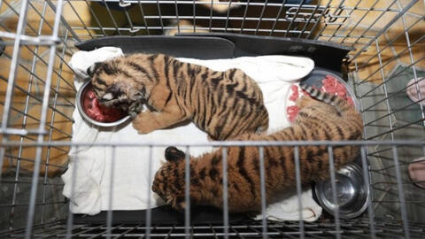 Hai đối tượng tình nghi vứt lại 2 con hổ còn sống bên đường để tháo chạy