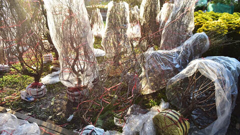 Hoa đào ế ẩm ở miền Nam