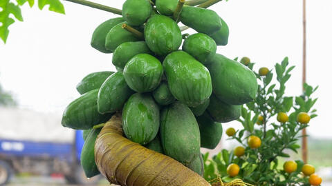 Đu đủ bon sai tiền triệu hút khách