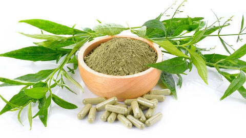 Sắp dùng xuyên tâm liên để điều trị bệnh nhân COVID-19