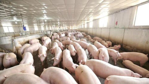 Giá heo hơi tăng nhẹ tại một số tỉnh phía Nam