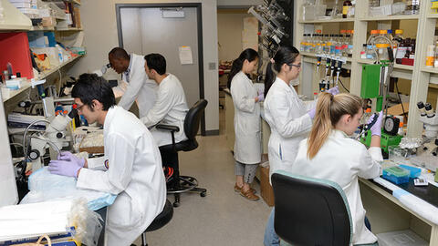 Nữ tiến sĩ Việt lọt top 30 nhà khoa học trẻ hàng đầu nước Mỹ ngành khoa học về thần kinh