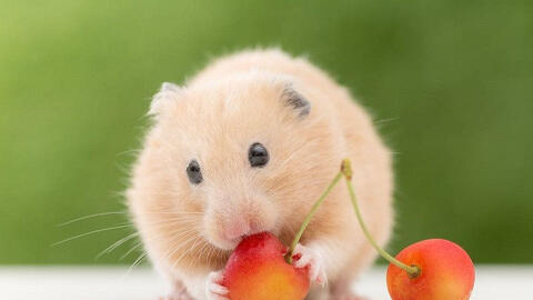 Tuổi Giáp Tý 1984 xuất hành Tết 2022 vào giờ nào, hướng nào tốt nhất?