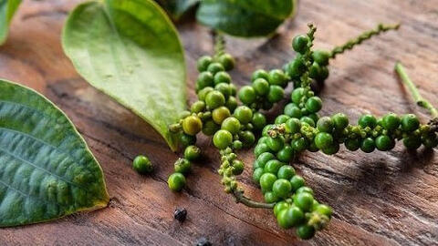 Giá tiêu đầu tuần đi ngang