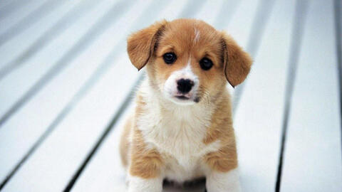 Tuổi Mậu Tuất 1958 xuất hành Tết 2022 vào giờ nào, hướng nào tốt nhất?