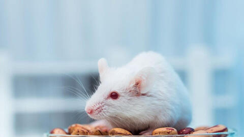 Ngày khai trương đẹp nhất năm 2022 cho tuổi Nhâm Tý 1972