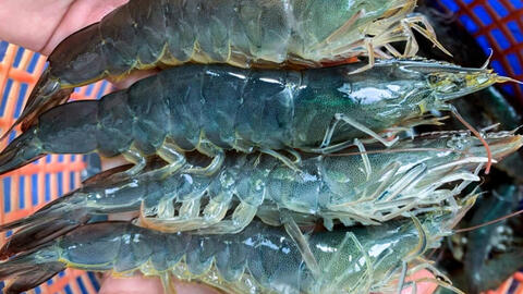 Tôm thẻ miền Trung rớt giá liên tục