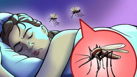 Tại sao muỗi thường vo ve gần tai bạn và cách để tránh nó?