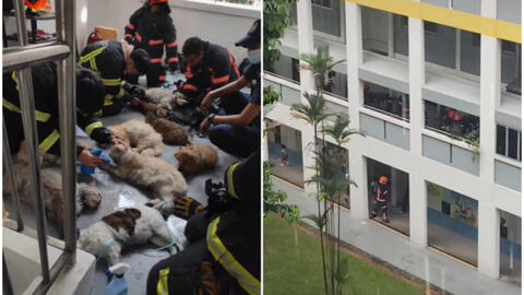 Nhân viên cứu hỏa nỗ lực cứu 14 chú mèo khỏi đám cháy lớn