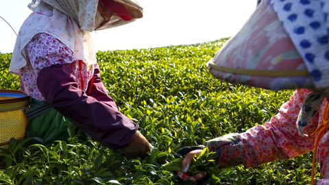 Nông dân trồng chè Đài Loan phải vật lộn để thích nghi với thời tiết khắc nghiệt