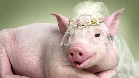 Xem tuổi xông đất 2022 cho gia chủ tuổi Tân Hợi 1971