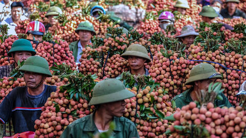 Nhật Bản chính thức mở cửa cho vải thiều Việt Nam