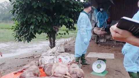 Dịch tả heo châu Phi xuất hiện tại TP.HCM