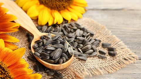 Những bài thuốc chữa bệnh từ cây hoa hướng dương