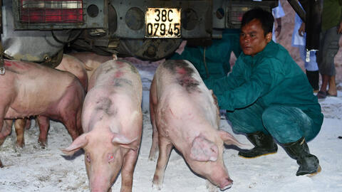 Mỗi ngày, Việt Nam nhập khẩu gần 4.000 con heo sống từ Thái Lan