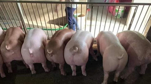 Người nuôi hoang mang vì dịch bệnh, giá heo hơi xấu đi