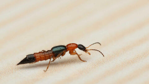 Kiến ba khoang xuất hiện nhiều trong khu dân cư, ký túc xá TP.HCM