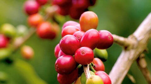 Giãn cách xã hội khiến nhu cầu cà phê hòa tan tăng, cà phê Robusta hưởng lợi?