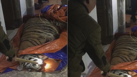 Phát hiện con hổ nặng 250kg nghi bị chích điện tại nhà dân