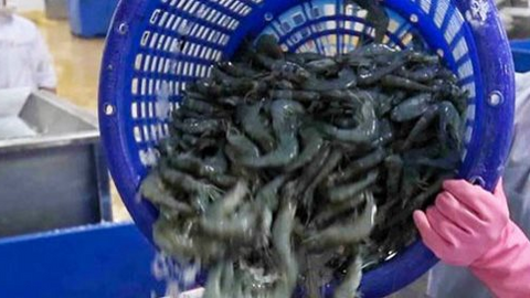 Xuất khẩu thủy sản 2021 ước đạt hơn 2 triệu tấn