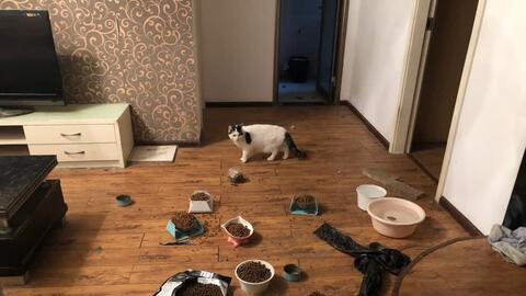 Cuộc chạy đua giải cứu hàng ngàn thú cưng bị bỏ rơi do virus corona ở Vũ Hán