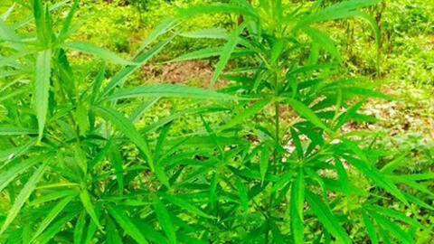 Chủ nhân của vườn cần sa 3000m2 ở bãi giữa sông Hồng là người nước ngoài