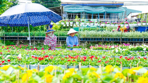 Làng hoa Sa Đéc thu phí tham quan vấp phải nhiều ý kiến trái chiều