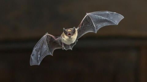 Viện Virus học Vũ Hán công bố phát hiện mới về virus corona