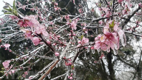 Hình ảnh băng tuyết phủ trắng cây cối tại Hà Giang