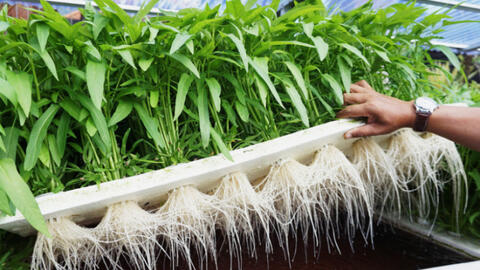 Hành trình hợp pháp hóa rau muống trên đất Mỹ