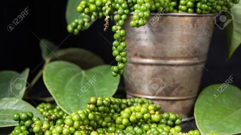 Giá tiêu đồng loạt giảm, doanh nghiệp cùng đại lý tích cực gom hàng