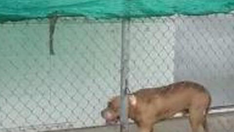 Chó Pitbull cắn chết người, chủ can ngăn cũng bị tấn công