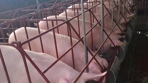 Giá heo hơi giảm sâu tại nhiều tỉnh miền Tây Nam bộ